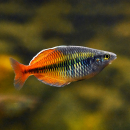 Boesemans Regenbogenfisch, Melanotaenia boesemani